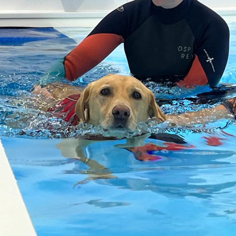 Dog Hydrotherapy Dog Hydrotherapy