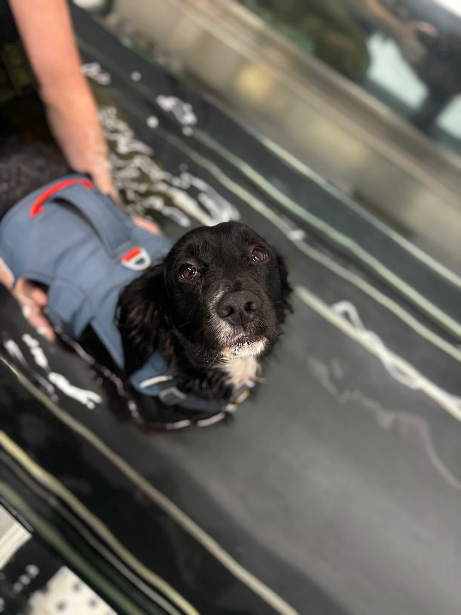 Dog Hydrotherapy Treadmill Dog Hydrotherapy Treadmill