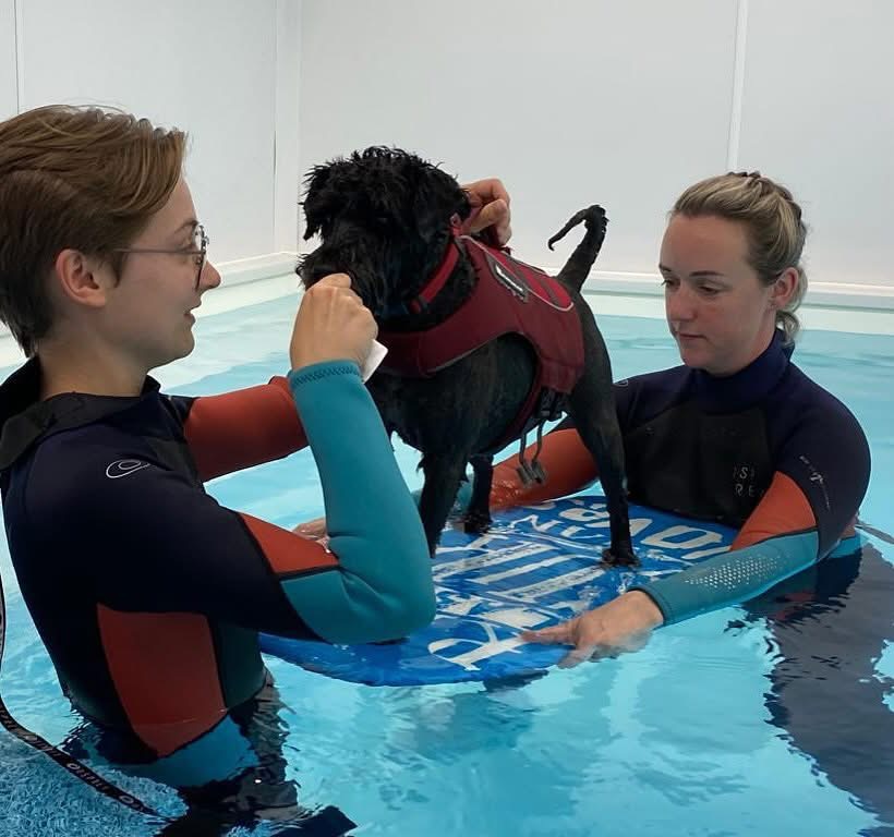 Hydrotherapy for Dogs Hydrotherapy for Dogs
