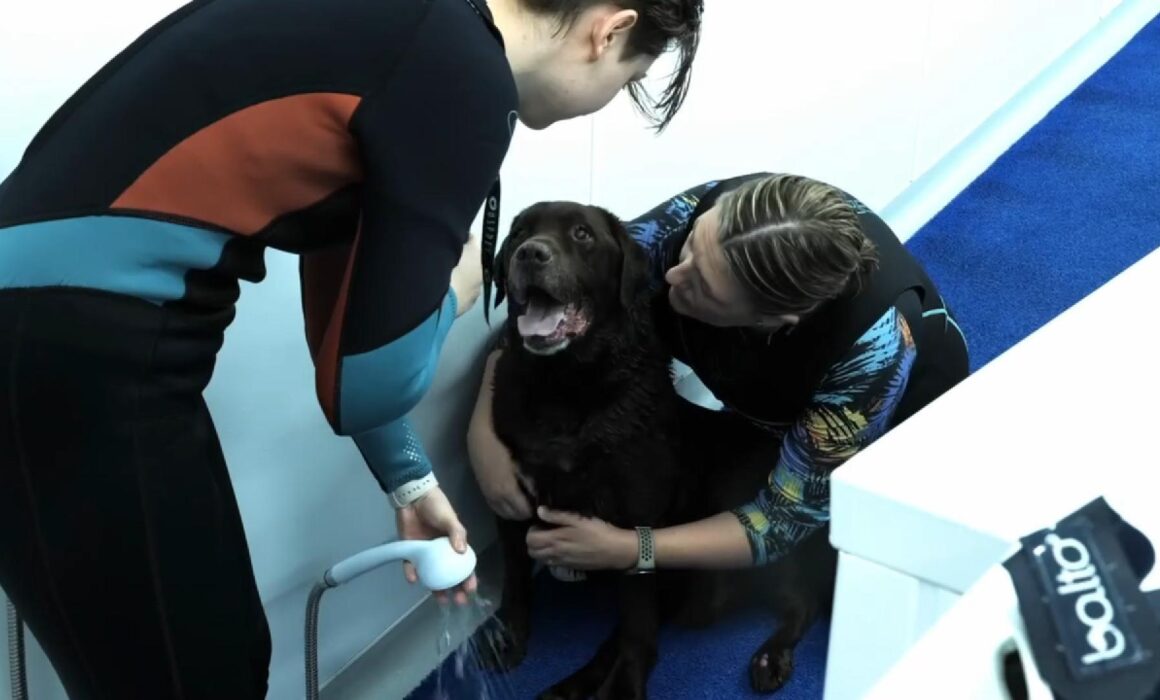 Labrador Hip Dysplasia