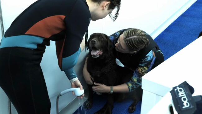 Labrador Hip Dysplasia