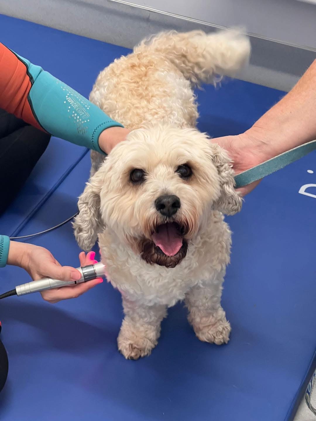 Dog Laser Therapy Dog Laser Therapy