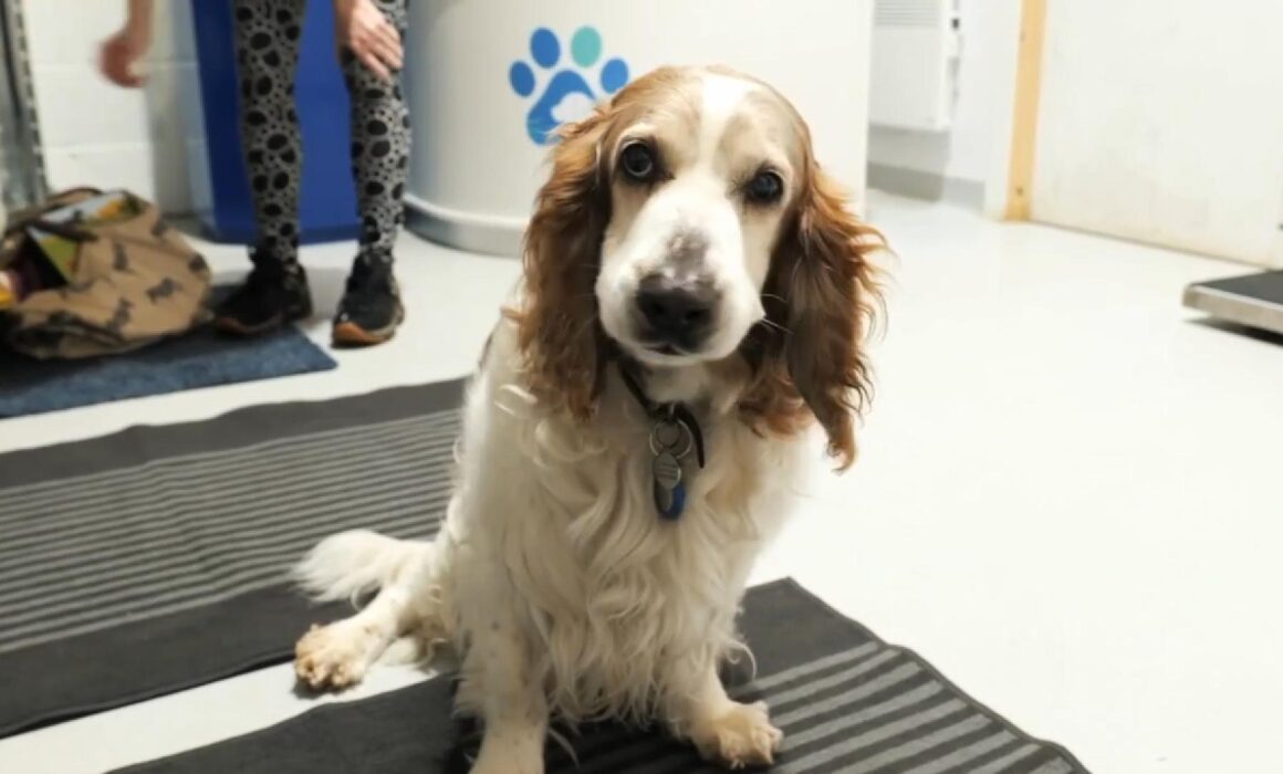 Rufus Hip Dislocation