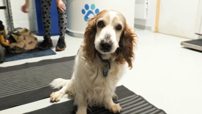 Rufus Hip Dislocation